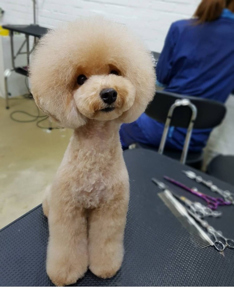 Той пудель стрижка Тедди