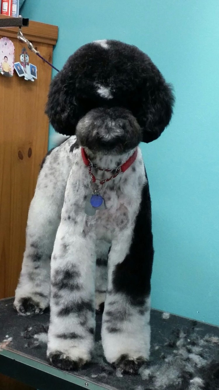 Пудель Тедди белый