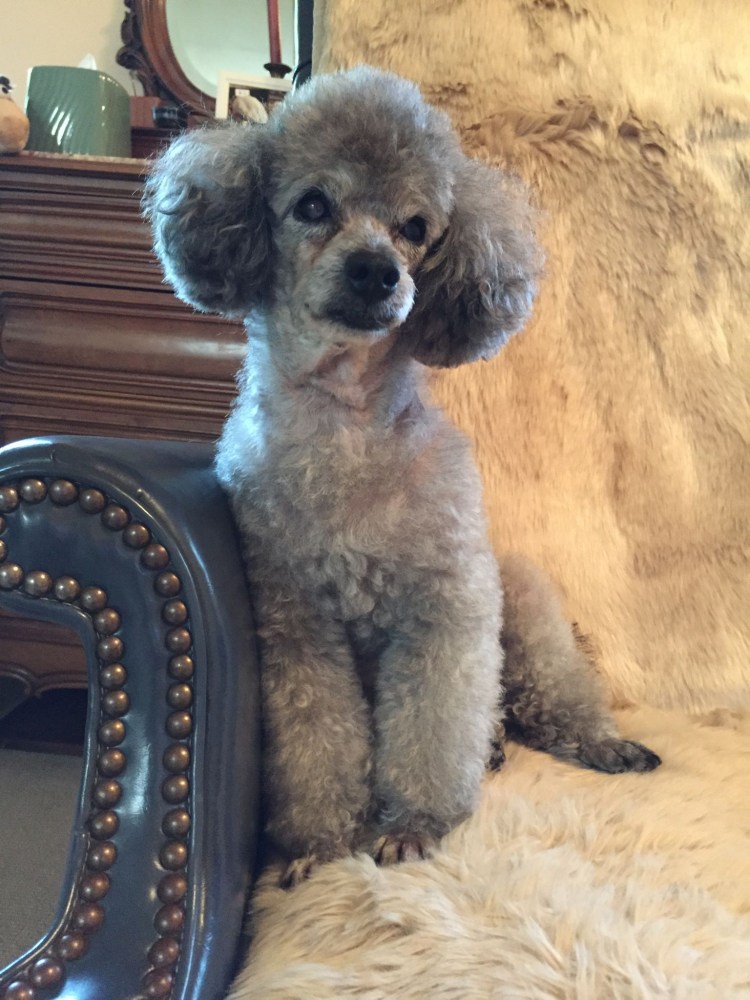 Той пудель стрижка Тедди