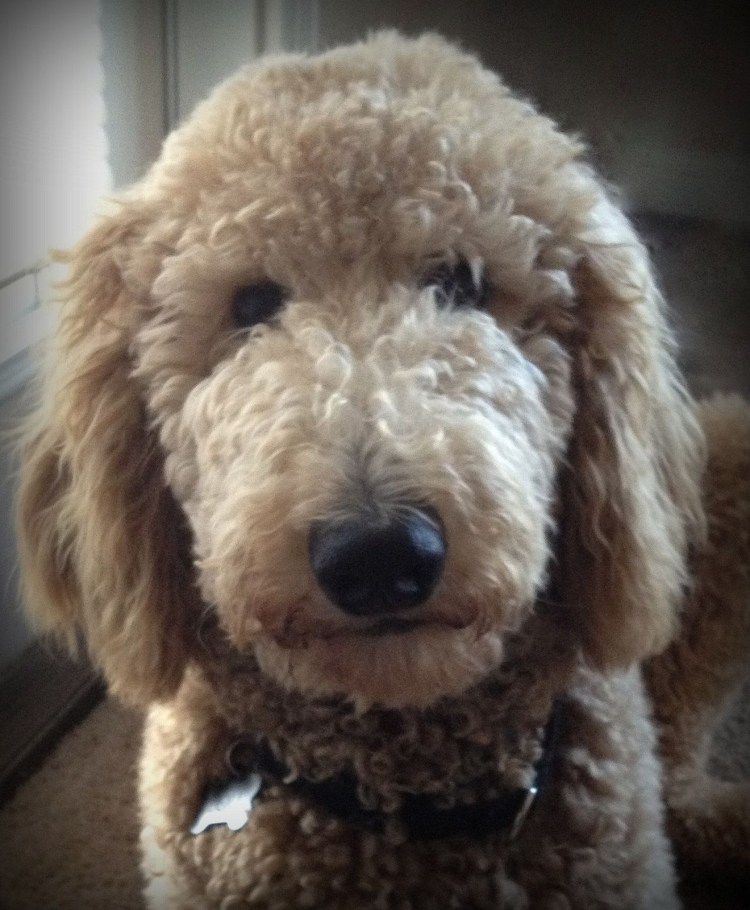 Спокойной ночи картинки с пуделем