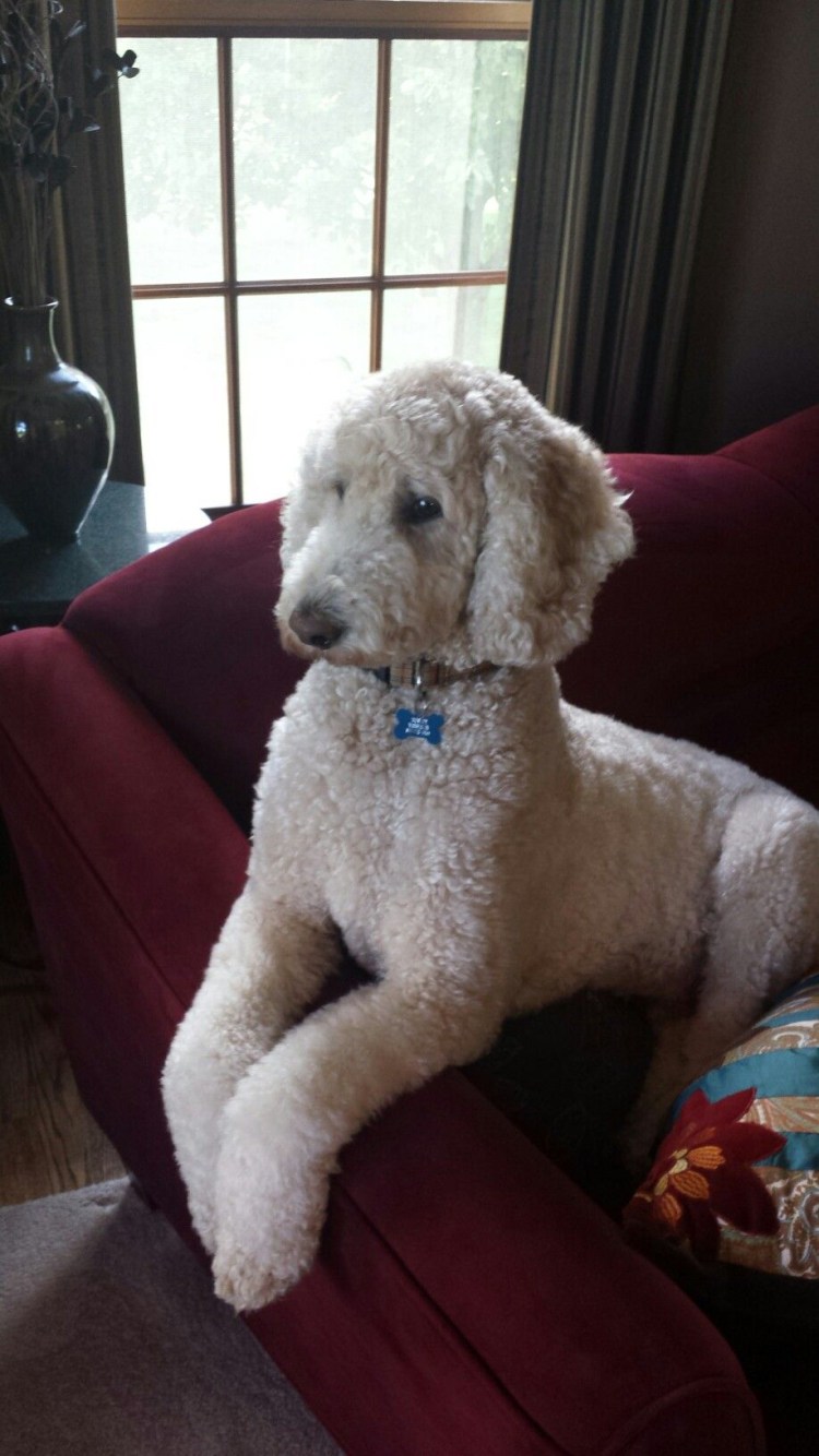 Корейская стрижка пуделя