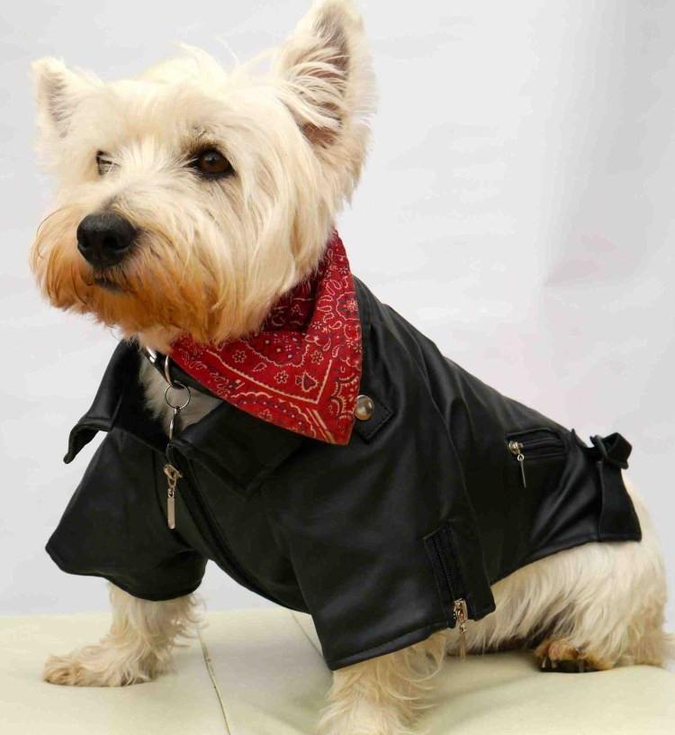 Собака в кожаной куртке