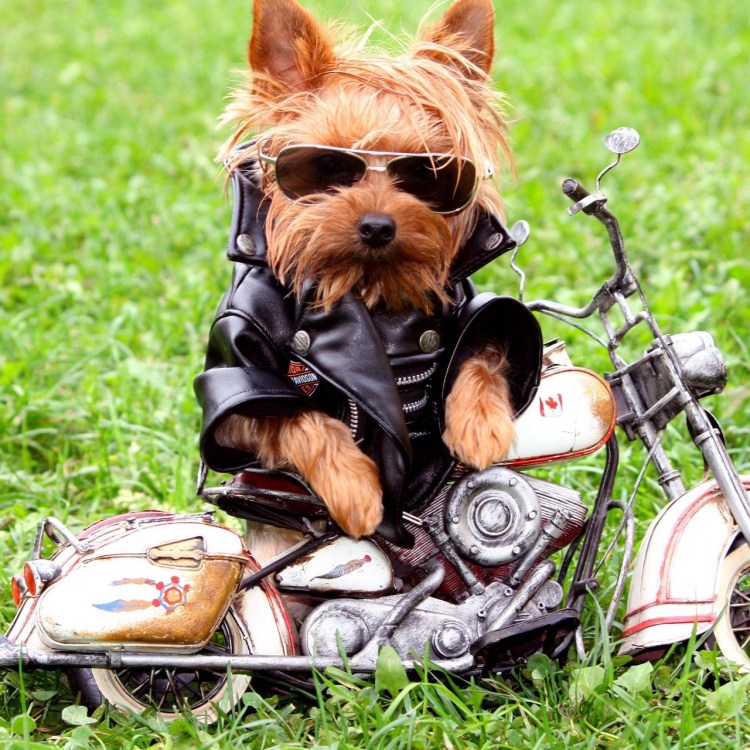 Куртка дог мастер стеганая