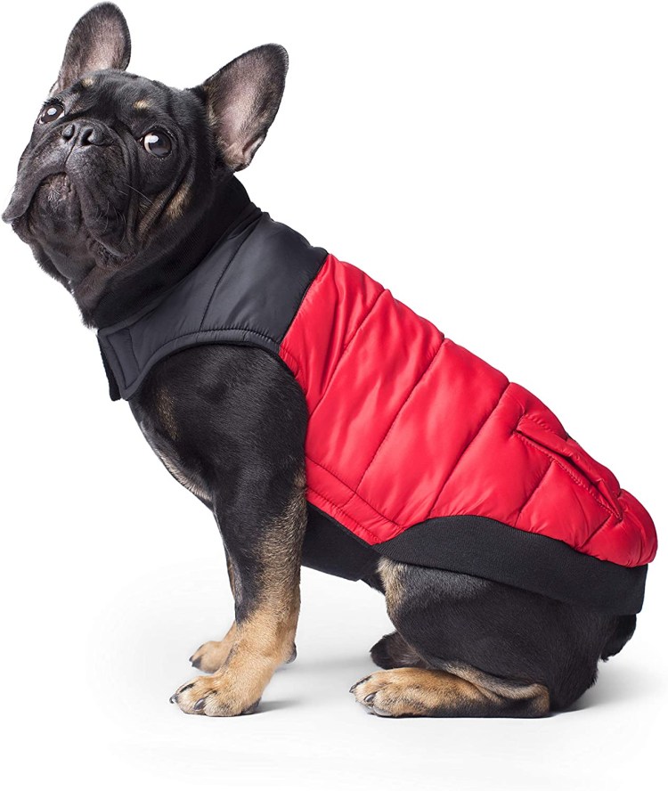 Собака в кожаной куртке