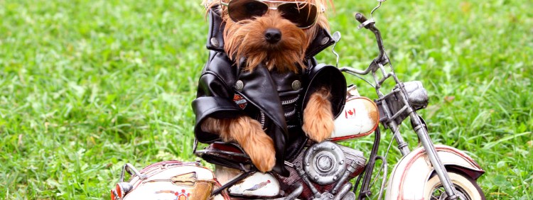 Helios Dog одежда