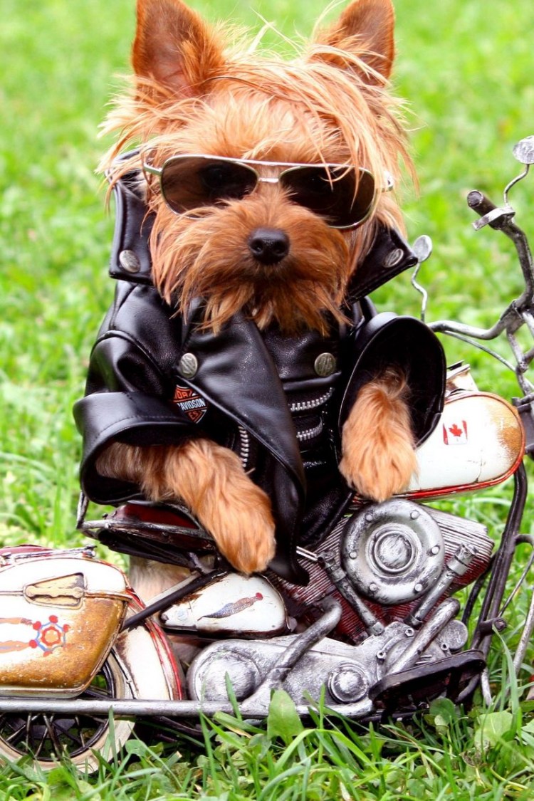 Куртка косуха для собак