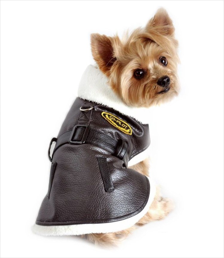 Собака в кожаной куртке