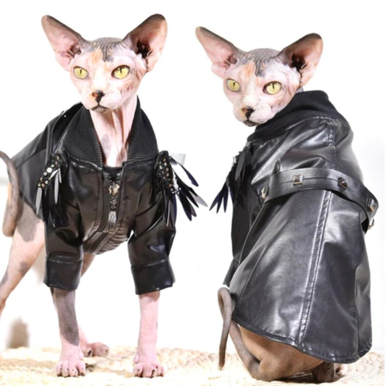 Смешная рыжая собака на мотоцикле картинки