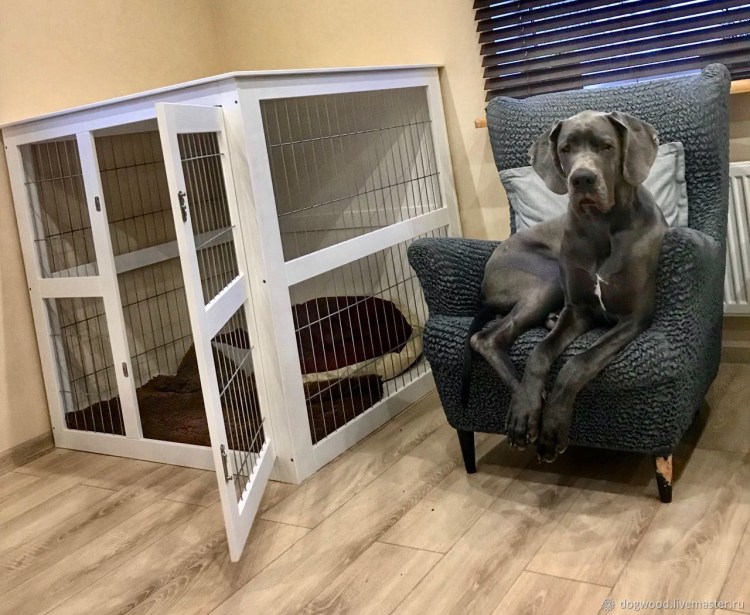 Бигль в клетке