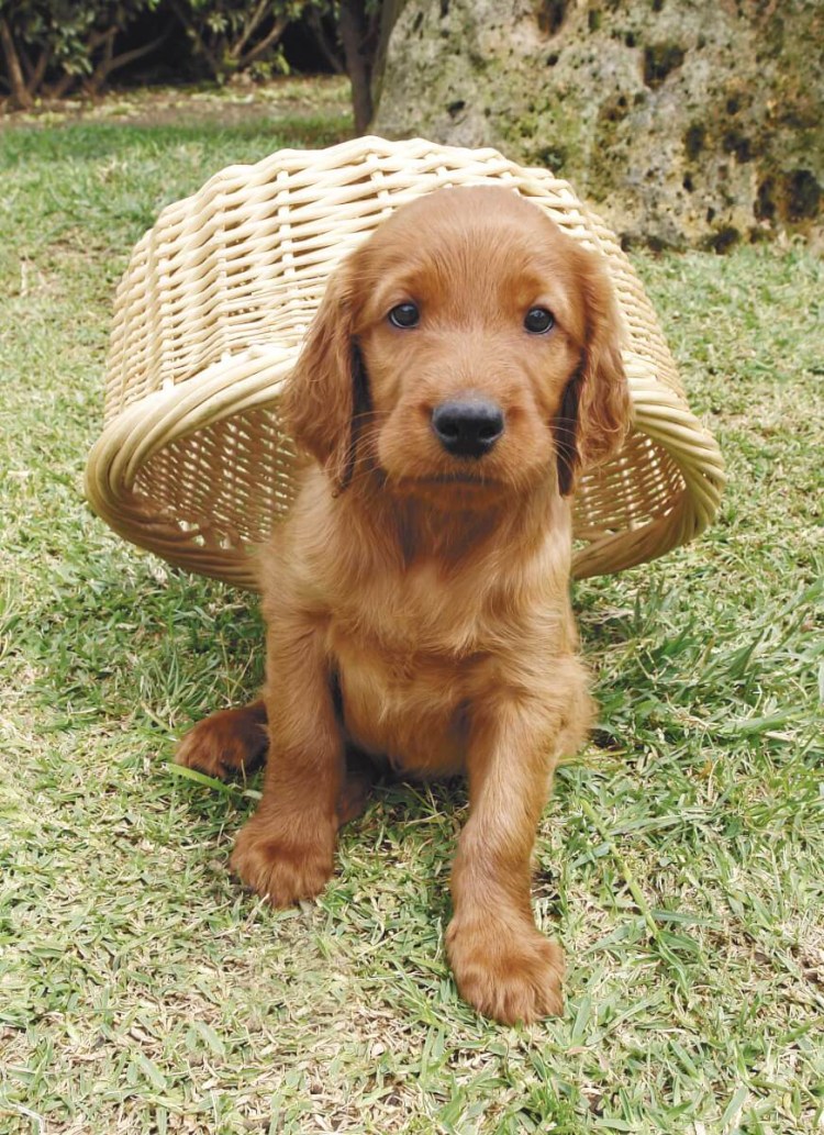 Ирландский сеттер