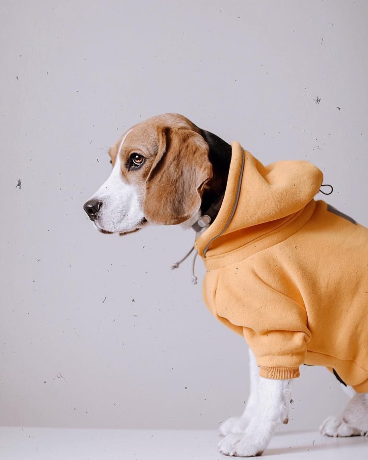 Ирландский сеттер