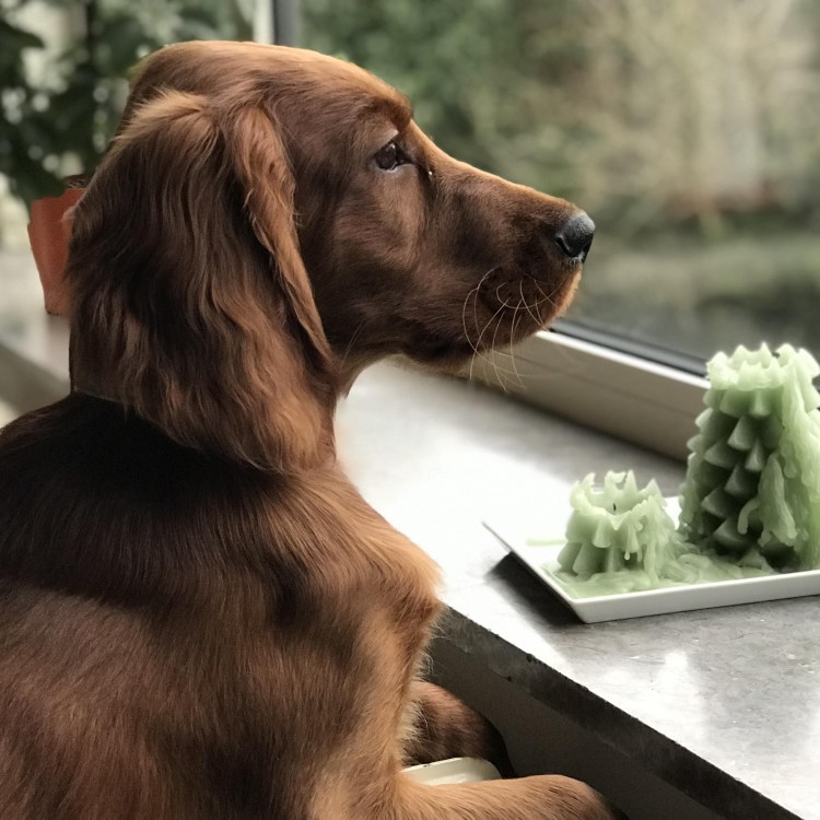 Ирландский сеттер золотистый