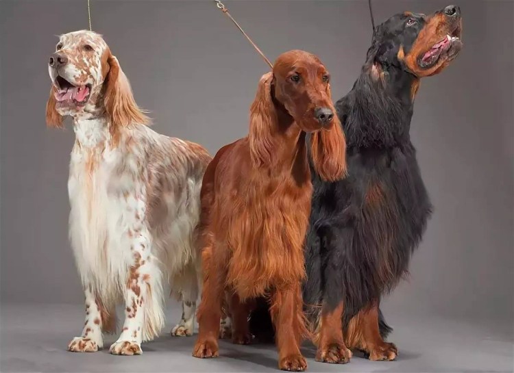 Собака ирландский сеттер