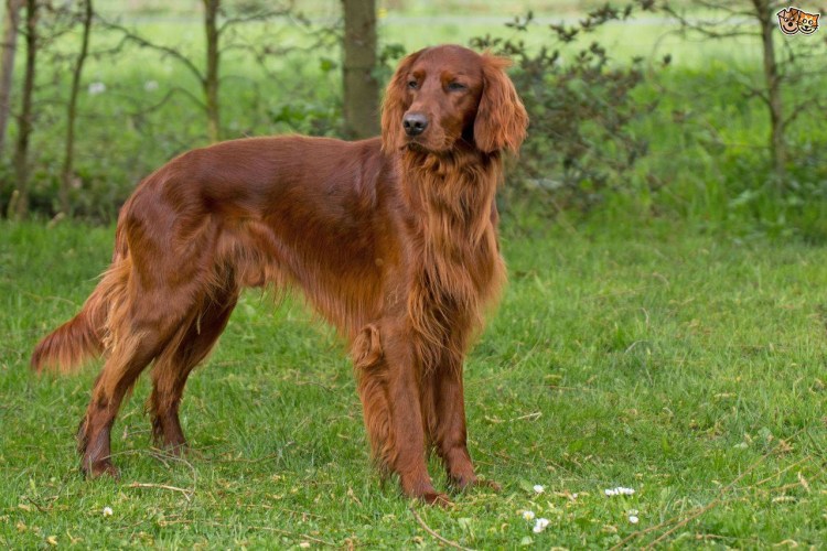 Порода ирландский сеттер