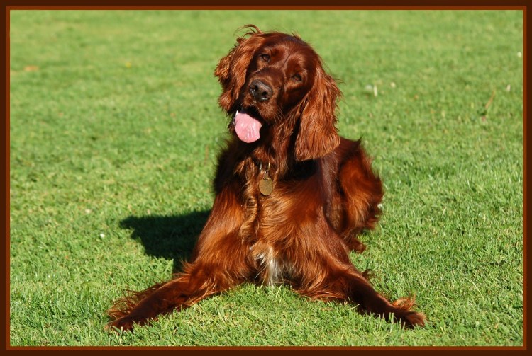 Ирландский сеттер