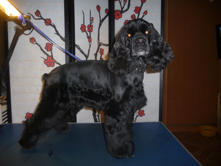 Стрижка топ дог