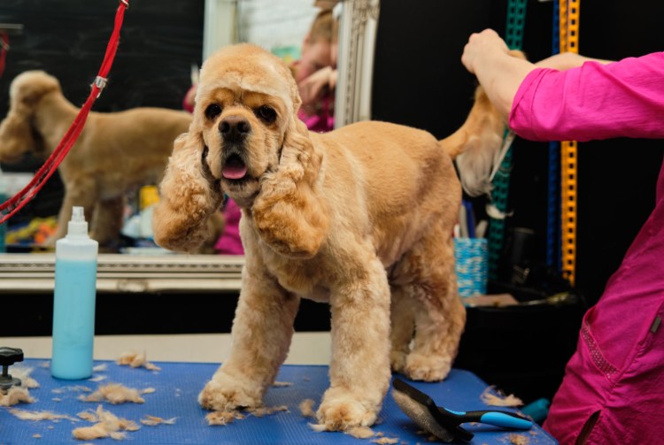 Стрижка американского кокер спаниеля