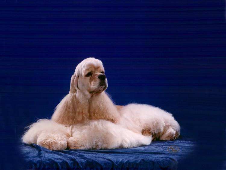 Шоу груминг американского кокер