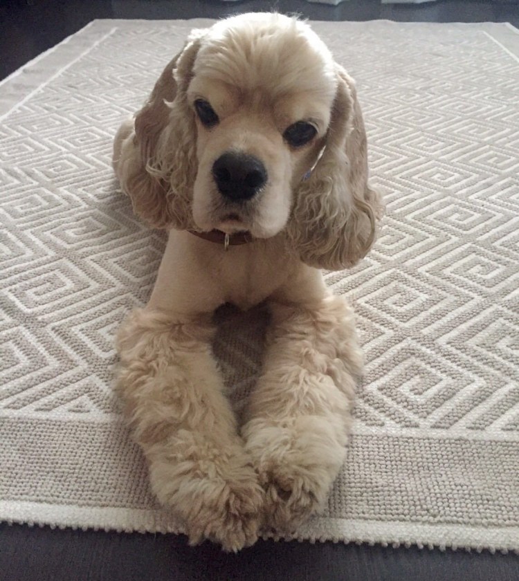 Английский кокер спаниель груминг