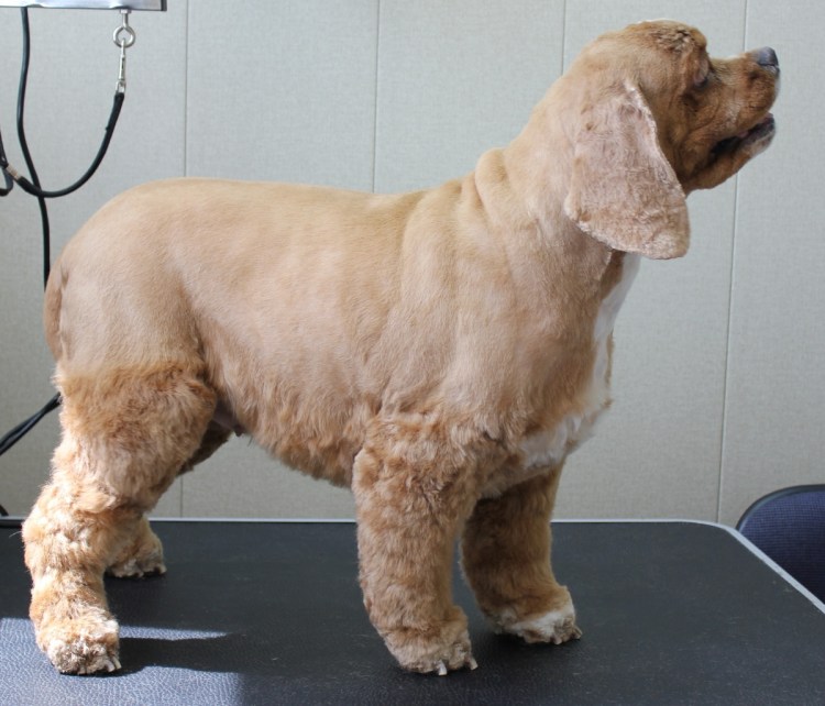 Стрижка английского кокер спаниеля