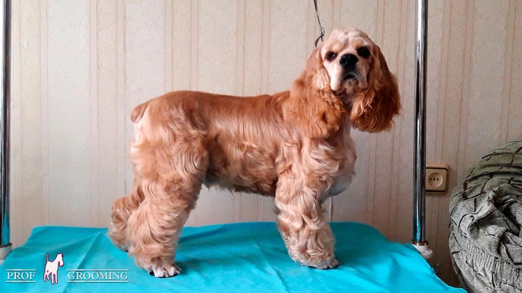Американский кокер спаниель стрижка короткая