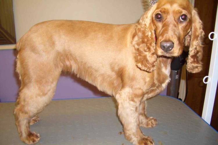 Американский кокер спаниель стриженный