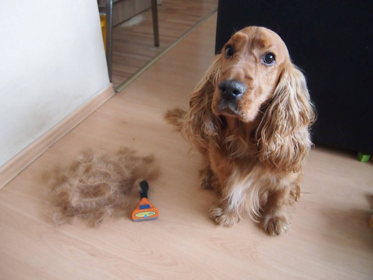 Груминг машинкой кокер спаниеля