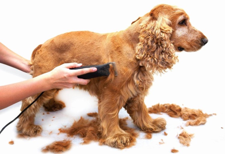 Гигиеническая стрижка кокер спаниеля