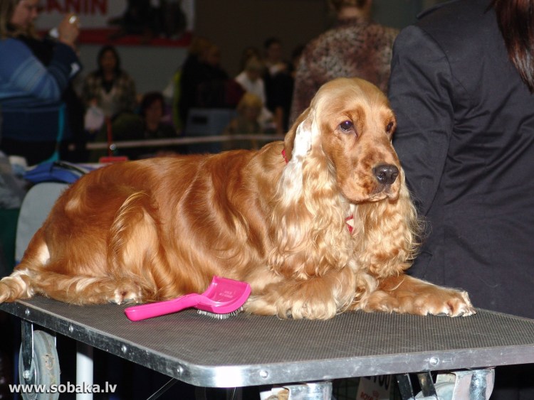 Американский кокер спаниель стрижка под щенка