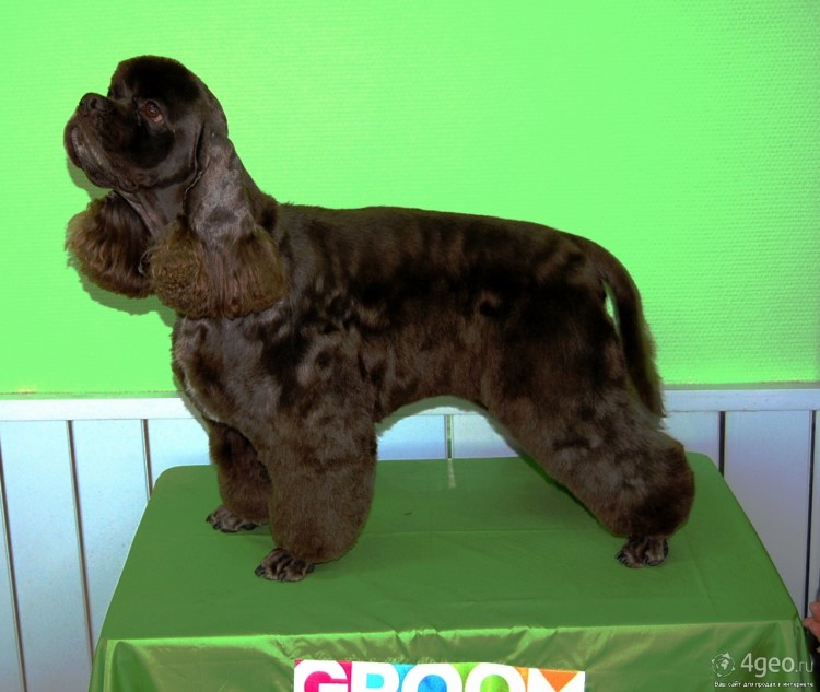 Стрижка американского кокер спаниеля