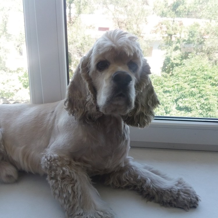 Стрижка американского кокер спаниеля