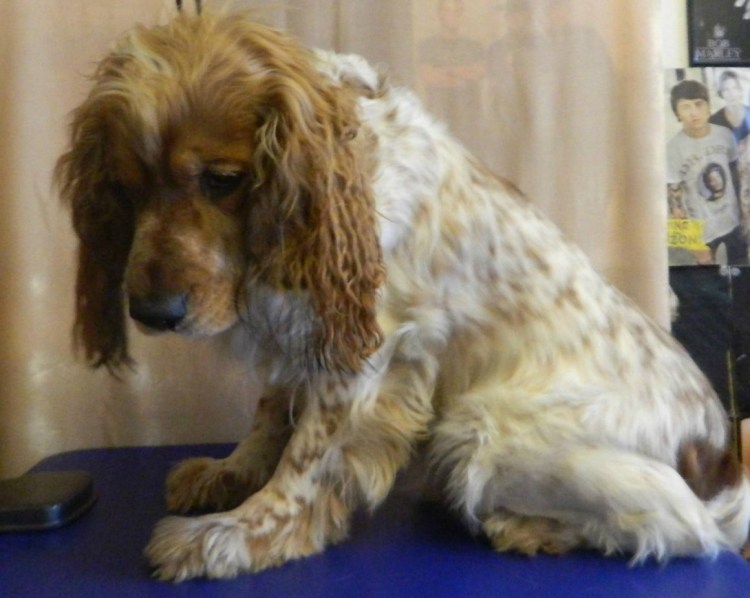 Спаниель расчесывание