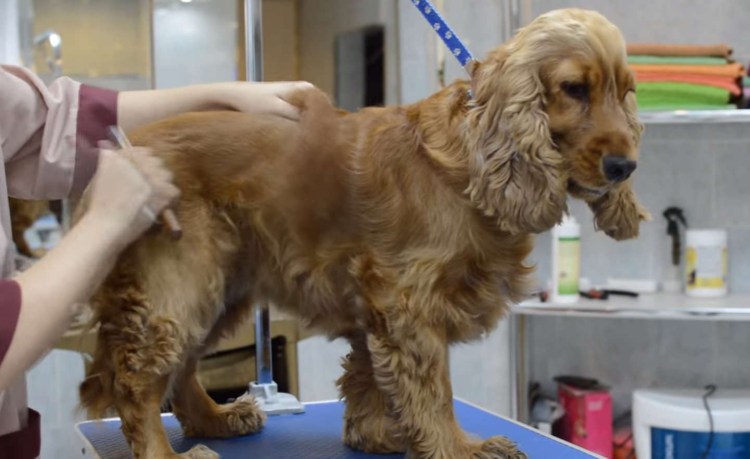 Груминг стандарт английский кокер спаниель