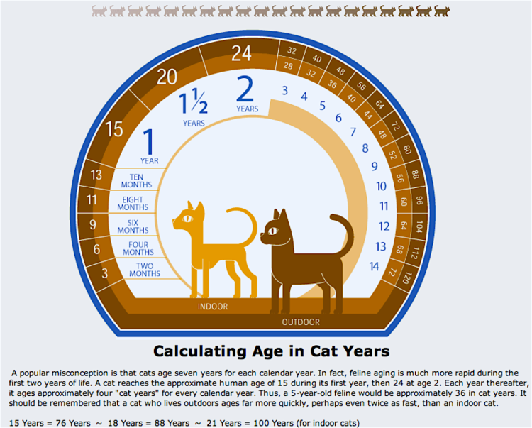 Возраст кошек в переводе на человеческий таблица