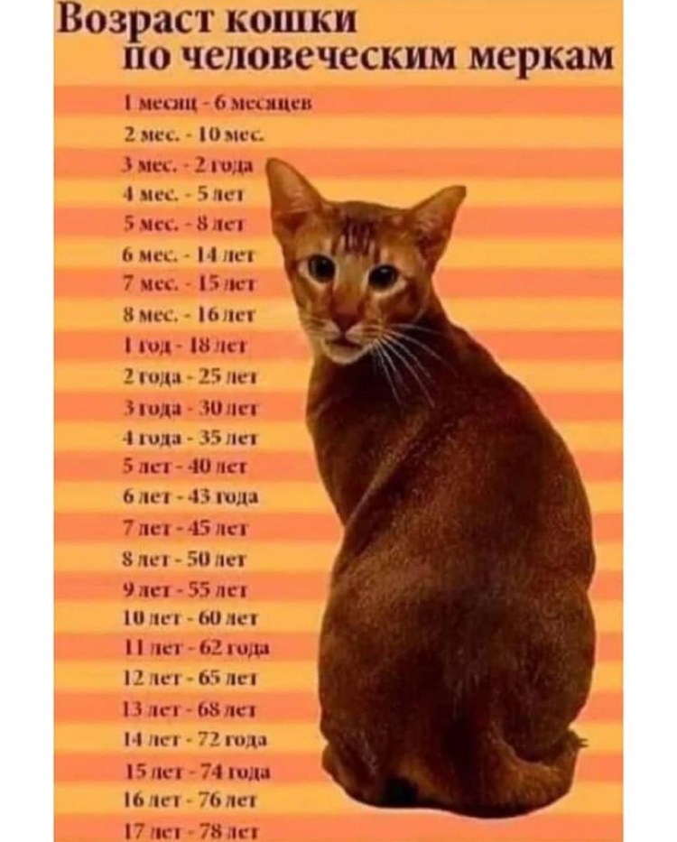 Кошачий Возраст