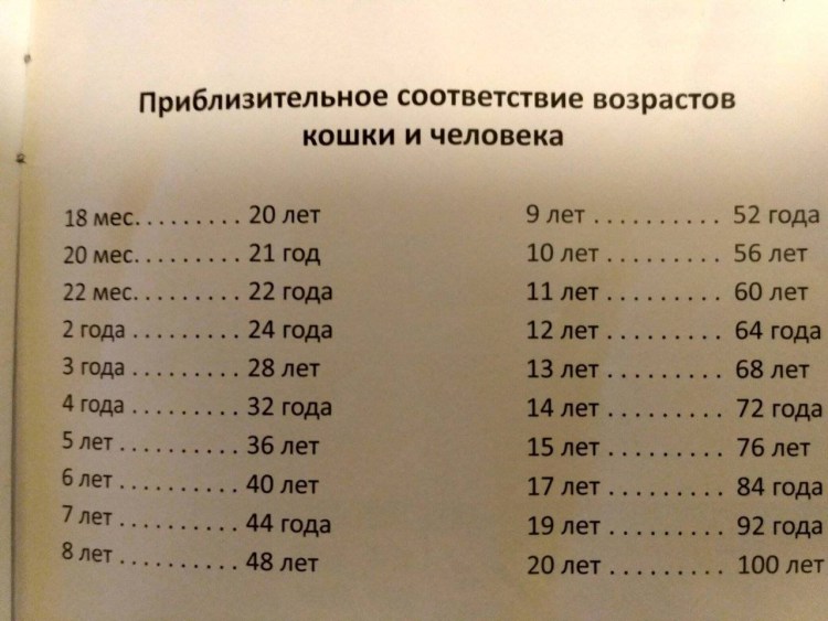 Таблица возраста собак по человеческим меркам таблица