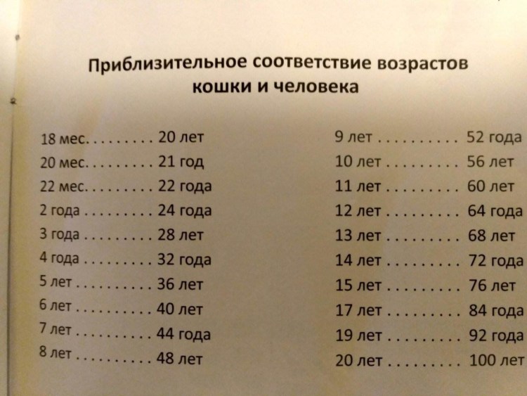 Кошачьи года по человеческим