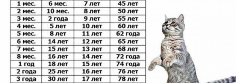 Жизнь кошек по человеческим