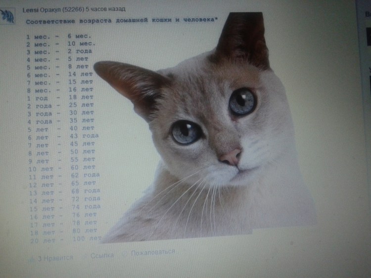 Таблица возраста котят