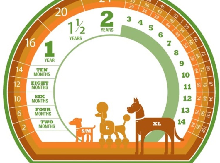 Возраст коня по человеческим меркам