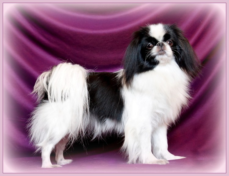 Породная стрижка японский Хин