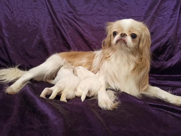 Стрижка японского Хина фото