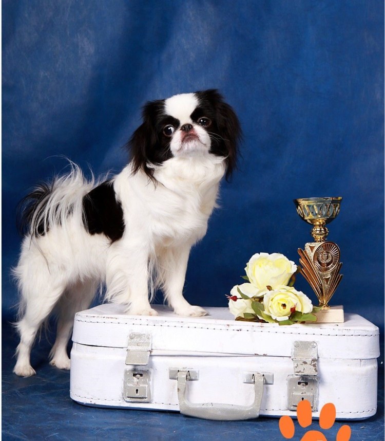 Японский Хин чистокровный