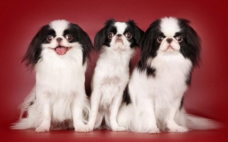 Карликовый японский Хин