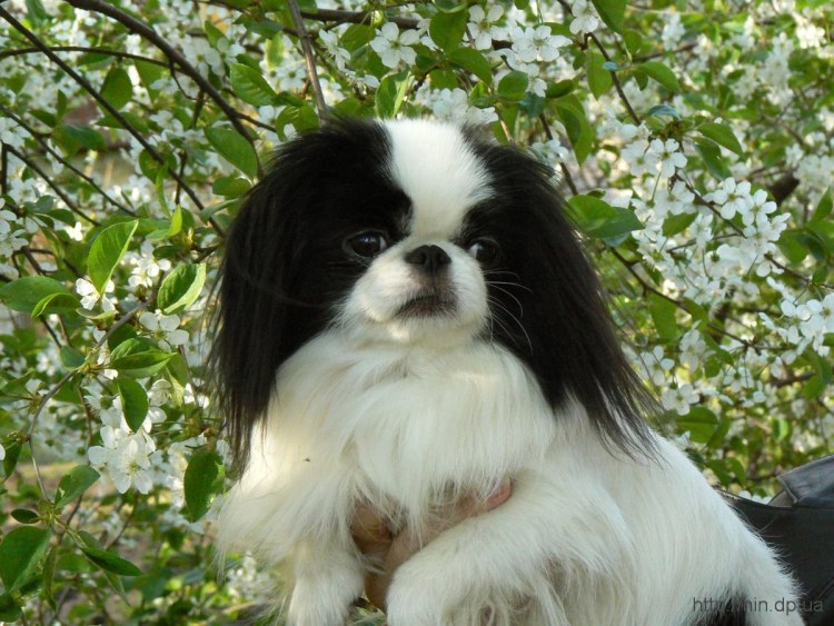 Японский Хин и кокер спаниель