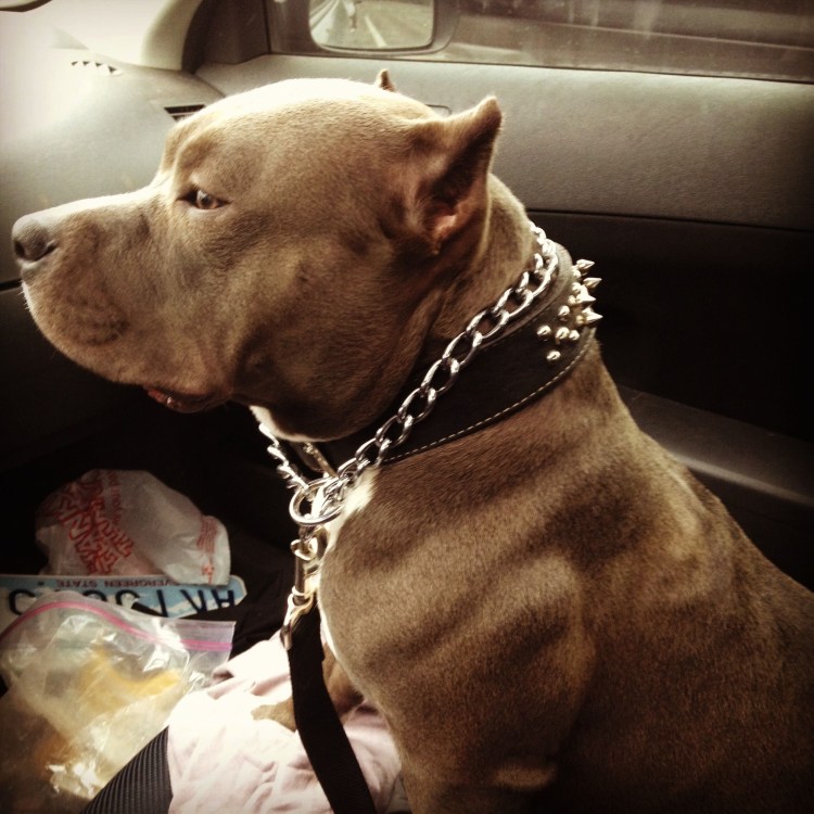 Питбули драгон лайф Агопа Граф