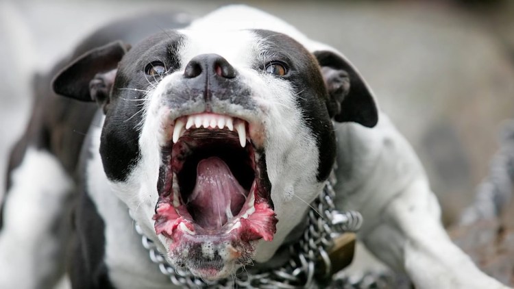 Питбули Драгонлайф