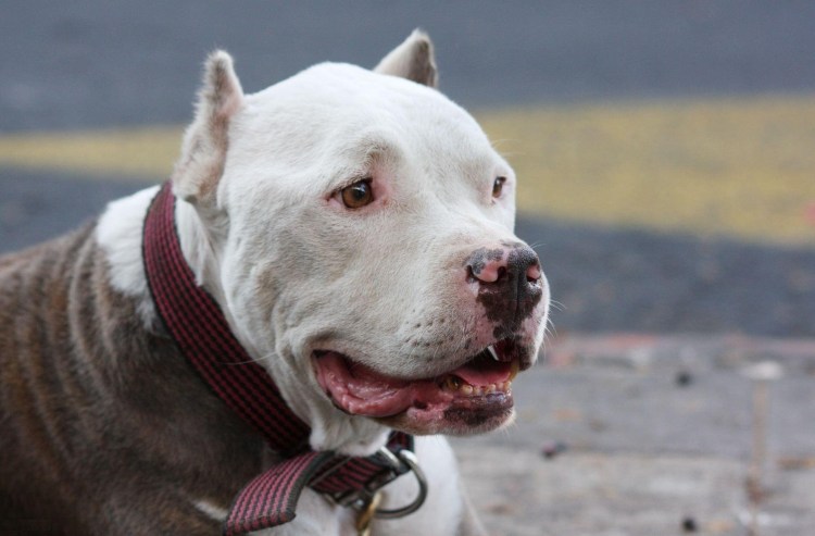 Американский питбультерьер американская полиция