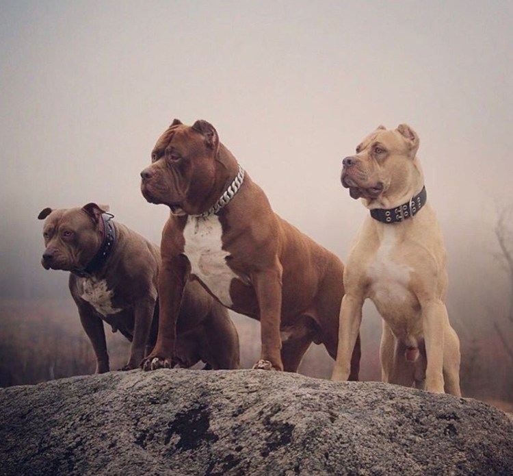 Аргентинский стаффордширский терьер