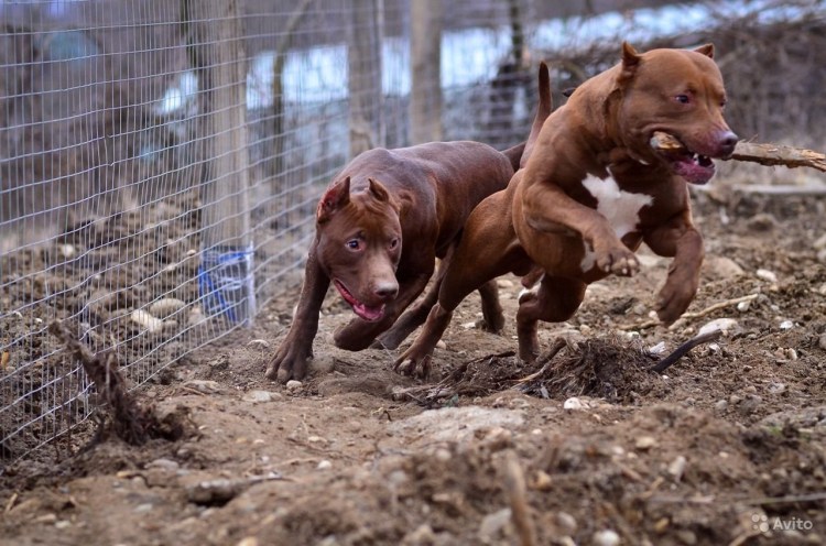 Собака убийца порода питбуль
